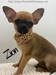 AKC Mini Male Applehead Chihuahua