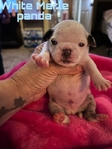 Pug puppys