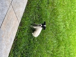 Chihuahua Rat terrier Mix