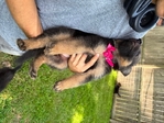 German Shepherd Pups