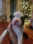 Boston Terrier Puppies