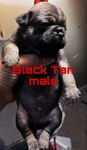 Pug puppys