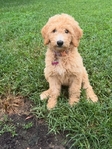 Golden doodle