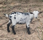 Nigerian Baby Goats for sale