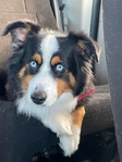 Australian shepherd Stud