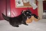 Ragdoll kittens for sale
