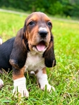 AKC Basset Hound Puppies