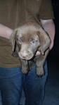 AKC Chocolate Lab puppies for sale