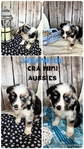 ASDR mini Aussies