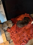 Puppies need to be rehomed