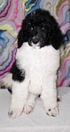 Male AKC Standard Poodles