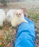 Teacup and tiny toy, Pomeranian, puppies, teddy bear faces.