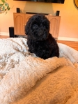 Labradoodles!