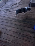 free corgie