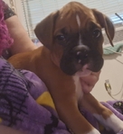 Boxer Puppies