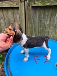 A.K.C. Beagle pups