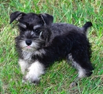 AKC Toy/Miniature Schnauzer puppies