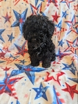 CKC Tiny Toy Poodles