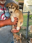Free Puppies