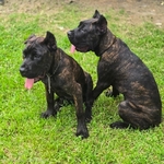 Cane Corso pups