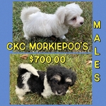 CKC MORKIEPOO PUPPIES ( 2 MALES )