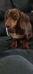 5 Month Old Dachshund