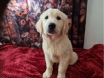 Golden Retriever puppies- Male & Female