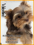 Breathtaking AKC Chocolate & Tan Male Yorkie