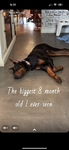 Female doberman rehome!