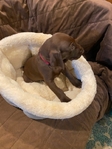 German shorthair Pointers