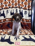 Akc German shorthaired pointer puppies!