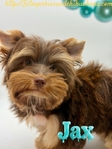 AKC Mini Male Chocolate & Tan Yorkie