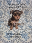 Yorkies in Tyler County