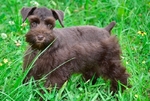AKC Toy/Miniature Schnauzer Male Puppies