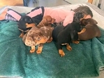 Miniature Dachshund Puppies Available for Adoption