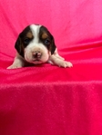 Beagle Puppies AKC