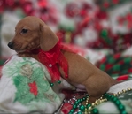 Beautiful Dachshund Puppies
