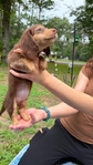 Beautiful Mini Dachshund Puppies