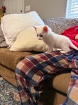 Maine coon mix female kittens