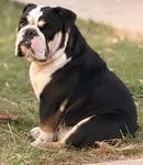 Tri-Color English Bulldog stud