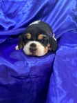 Beagle puppies AKC