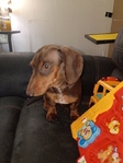 5 Month Old Dachshund