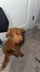 Male Mini Goldendoodle