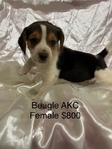 Beagle AKC Puppies