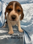 Beagle AKC Puppies