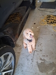 8 month old mini goldendoodle- male