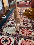 Free cat to good home!