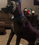 4 year old Great Dane, Male (intact), Merle, Free to a good home
