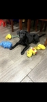 Lab mix 3 months
