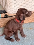 Lab/GSP mix! 7 weeks old vaccinated and wormed puppies!